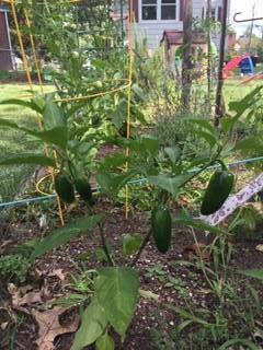 The home vegetable garden 